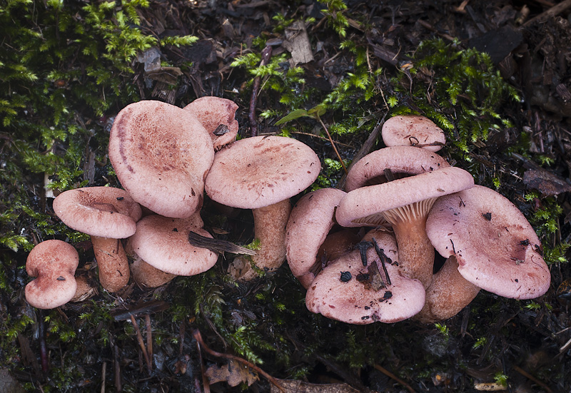 Lactarius lilacinus